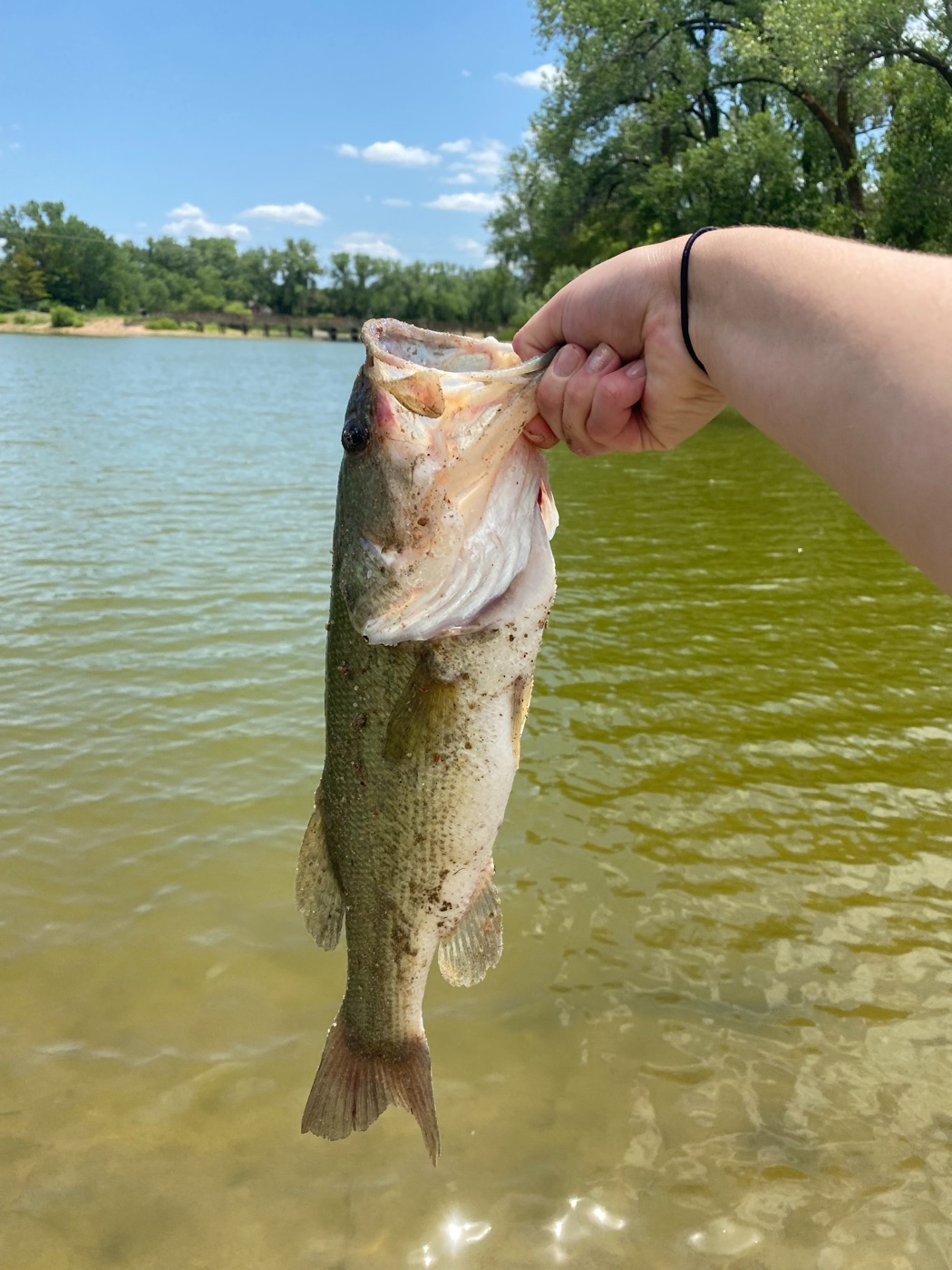 Largemouth bass catch at the lake