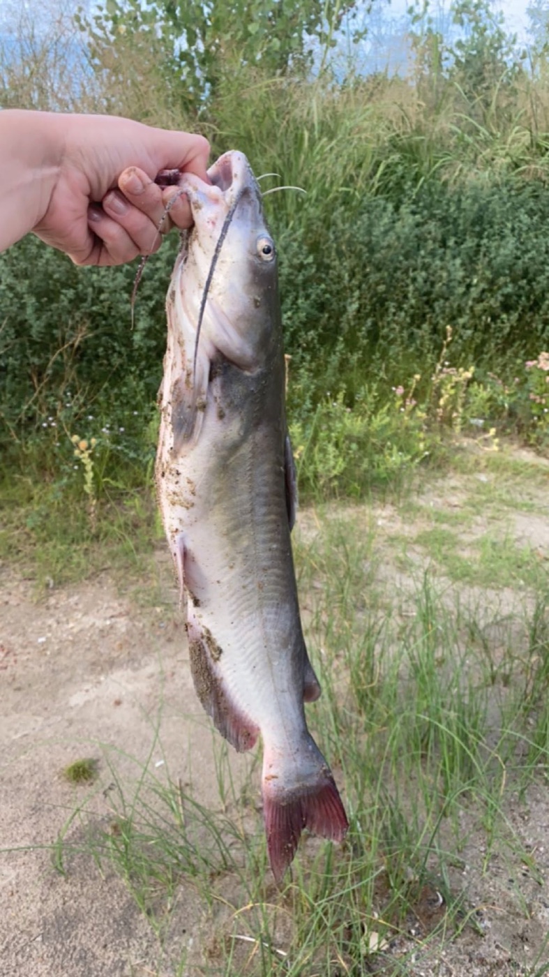Channel catfish catch