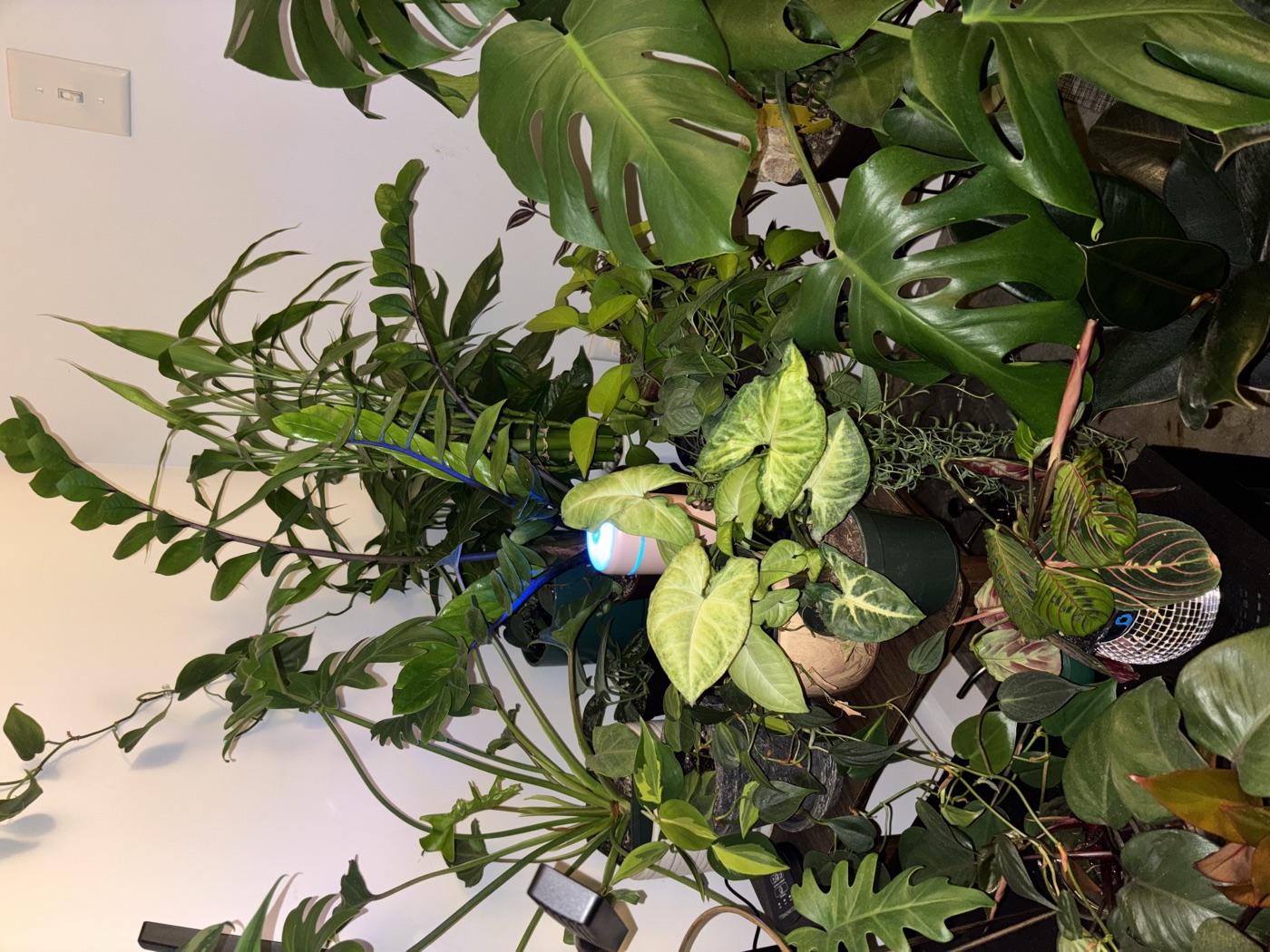My ever-growing houseplant collection