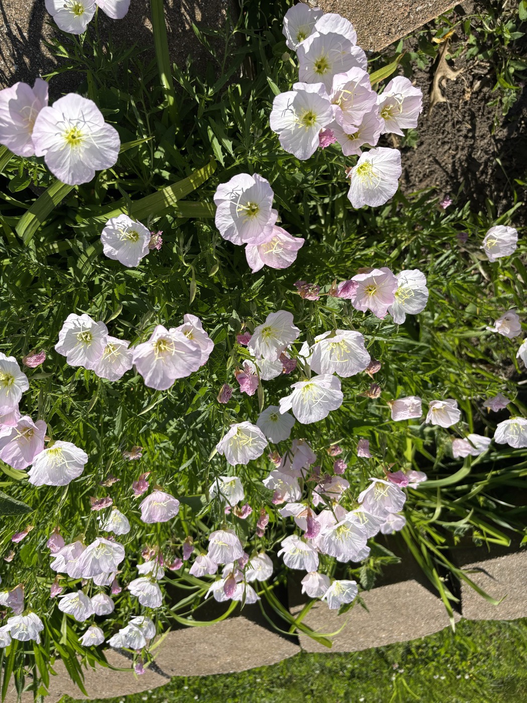 Pink evening primroses in the garden