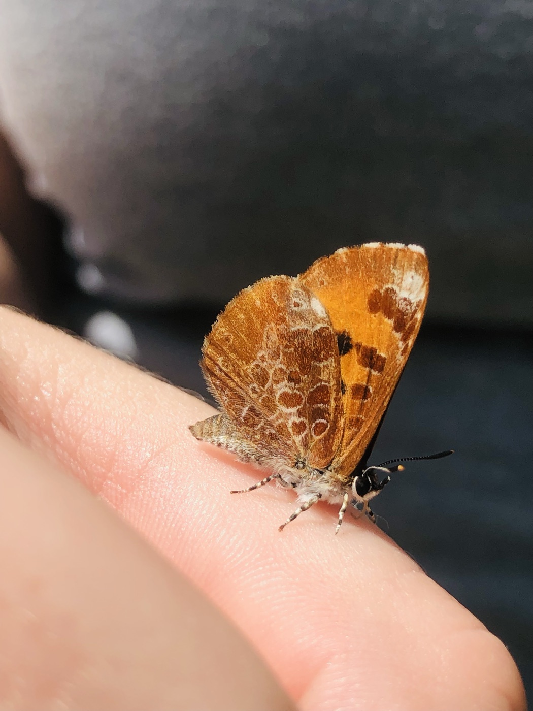 Little butterfly resting on my finger