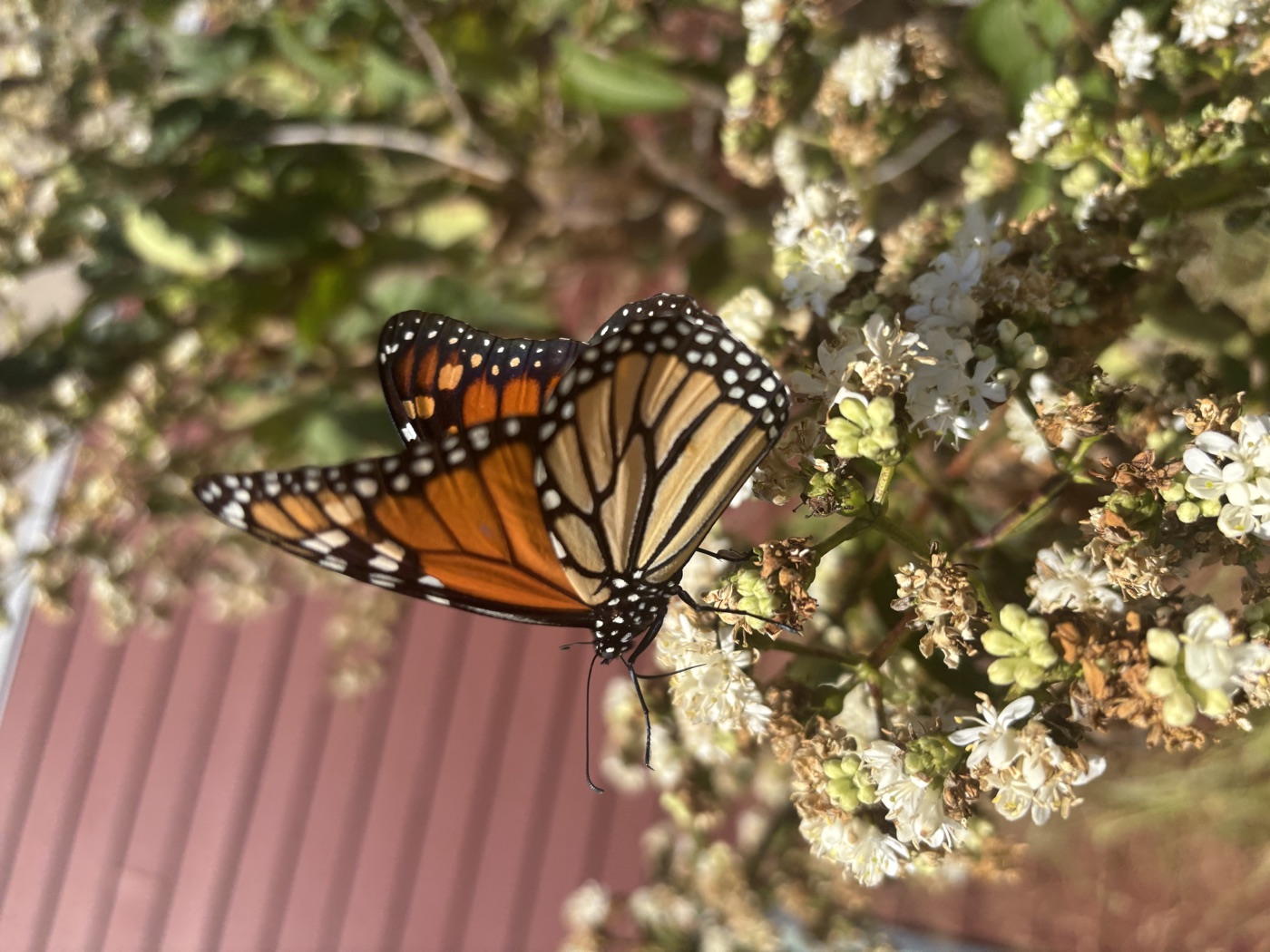 Monarch butterfly on white wildflowers